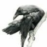Dark Raven