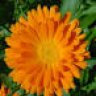 Calendula