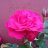 Fuchshase