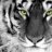 tigerauge