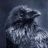 Dark Crow