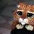 Red-Cat