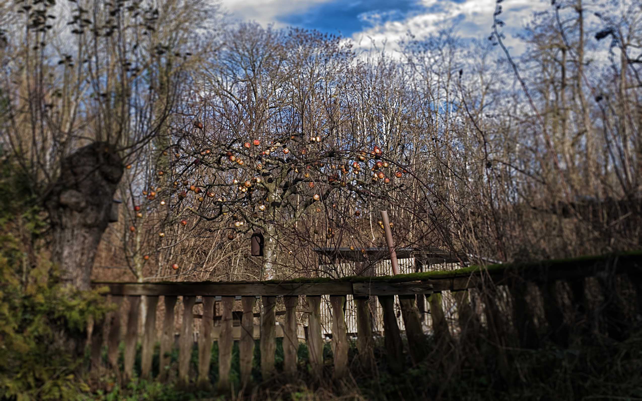 Apfel-Stillleben, Dezember 21