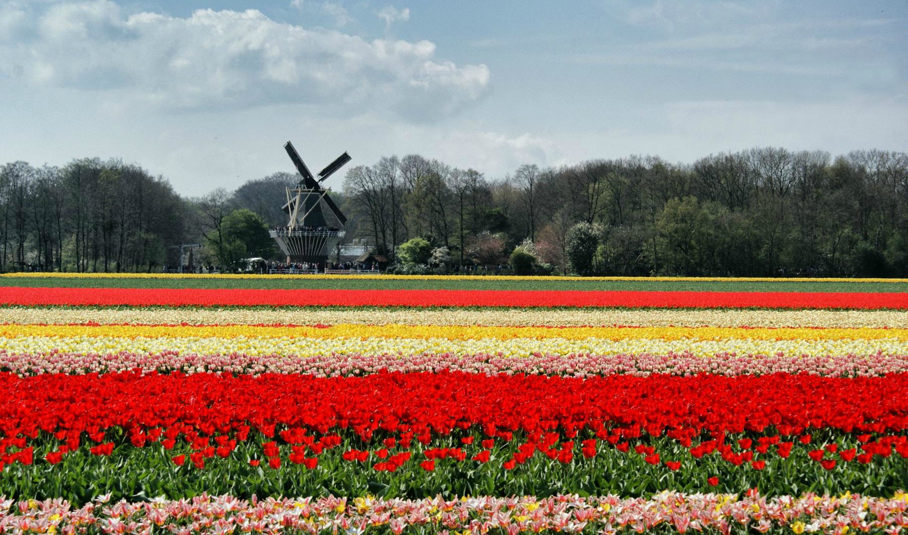 tulpen.jpg
