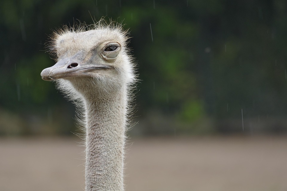 ostrich-4504017_960_720.jpg