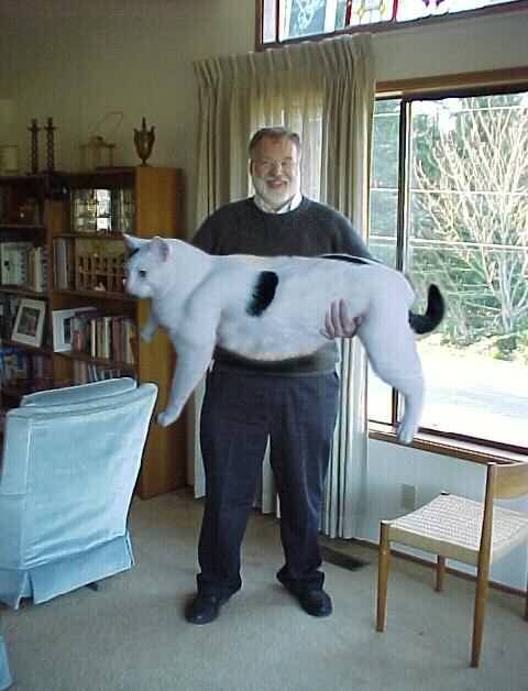 katze.jpg