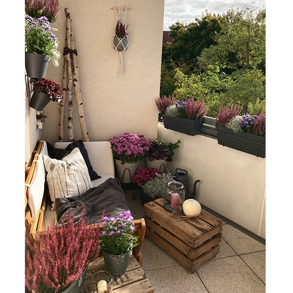 blumixx-magazin-herbstbalkon-gestalten-lila.jpg