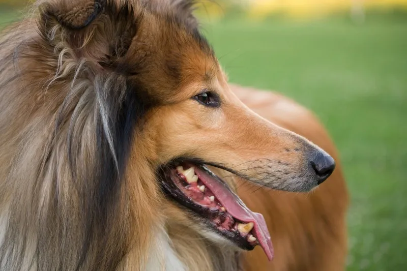 digidogs.de