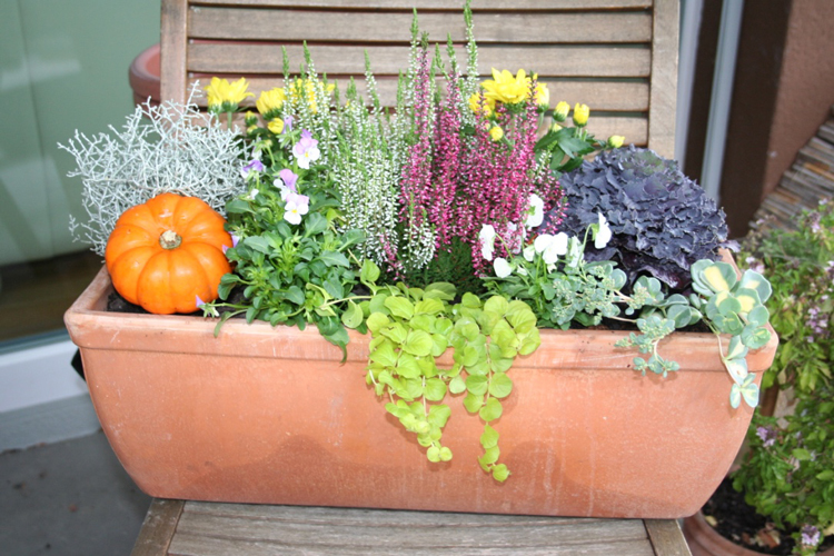 herbstblumenkasten-fertig-ausgeschmueckt.jpg