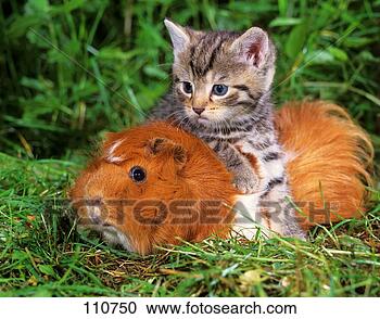 katze-kaetzchen-guinea-pig_~110750.jpg