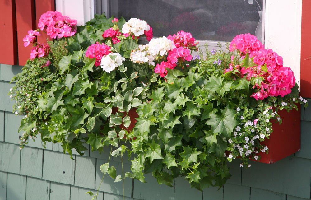 www.gartentipps.com